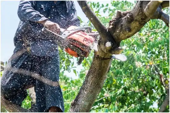 tree services Wind Lake